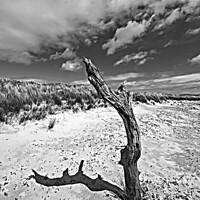Buy canvas prints of Monochrome dead tree study, Colonsay by Photimageon UK