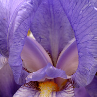 Buy canvas prints of Blue Bearded Iris Pallida Dalmatica flower by Photimageon UK