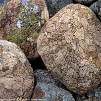 Buy canvas prints of Lichen covered pebbles by Photimageon UK
