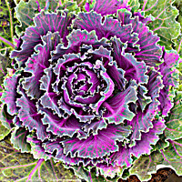Buy canvas prints of Ornamental Kale by Photimageon UK