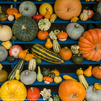 Buy canvas prints of Harvest Festival Gourd display by Photimageon UK