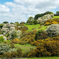 Buy canvas prints of Spring blossom at Burrough Hill,Leicestershire by Photimageon UK