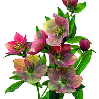 Buy canvas prints of Hellebore flowers - 1 by Photimageon UK