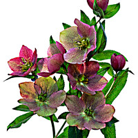 Buy canvas prints of Hellebore flowers - 2 by Photimageon UK