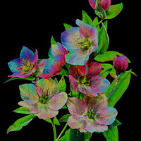 Buy canvas prints of Hellebore flowers - 3 by Photimageon UK