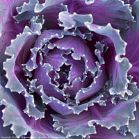 Buy canvas prints of Purple cabbage by Photimageon UK