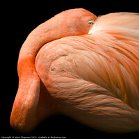 Buy canvas prints of A closeup of a flamingo by Photimageon UK