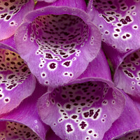 Buy canvas prints of Purple Foxglove flower closeup by Photimageon UK