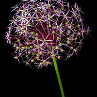 Buy canvas prints of Allium flower against black background by Photimageon UK