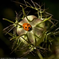Buy canvas prints of Single ladybird on Love in a Mist seedhead by Photimageon UK