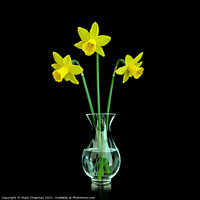 Buy canvas prints of Three Daffodils in Vase by Photimageon UK