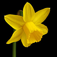 Buy canvas prints of Single yellow daffodil flower by Photimageon UK