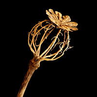 Buy canvas prints of Single decayed Poppy seedhead by Photimageon UK