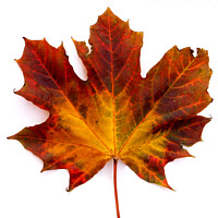 Buy canvas prints of Colourful Autumn Maple leaf by Photimageon UK