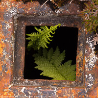 Buy canvas prints of Bracken growing in rusty drain hole by Photimageon UK