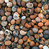 Buy canvas prints of Colourful beach seashells, Ardskenish, Isle of Colonsay, Scotland by Photimageon UK