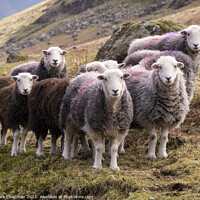 Buy canvas prints of Lakeland Herdwick sheep (Herdies) by Photimageon UK