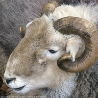 Buy canvas prints of A close up of a Herdwick sheep's head in the English Lake District by Photimageon UK