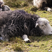 Buy canvas prints of A dozing Herwick Lakeland sheep lying on grass by Photimageon UK