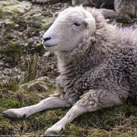 Buy canvas prints of A woolly Lakeland Herdwick sheep lying on grass by Photimageon UK