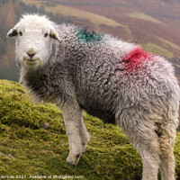Buy canvas prints of Herdwick sheep with dye patches on woolly fleece standing on Lake District hillside  by Photimageon UK
