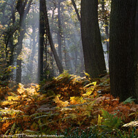 Buy canvas prints of Misty woodland shafts of sunlight, Swithland Woods by Photimageon UK