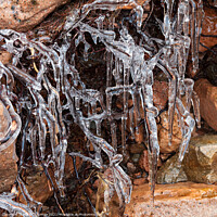 Buy canvas prints of Frozen, ice and icicle encrusted roots by Photimageon UK