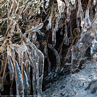 Buy canvas prints of Ice and icicle encrusted blades of grass by Photimageon UK