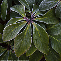 Buy canvas prints of Hoar frost on green Hellebore plant leaves by Photimageon UK