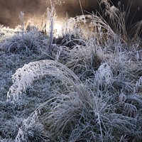 Buy canvas prints of Mist, hoar frost and grass by Photimageon UK