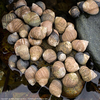 Buy canvas prints of Winkle shellfish colony, Isle of Skye, Scotland by Photimageon UK