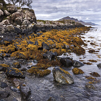 Buy canvas prints of Rocky beach seaweed, Camas a Mhor-bheoil beach, Skye by Photimageon UK