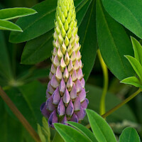 Buy canvas prints of Lupin flower and leaves closeup by Photimageon UK