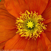 Buy canvas prints of Red poppy flower closeup by Photimageon UK
