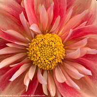 Buy canvas prints of Pink and yellow collarette Dahlia flower closeup by Photimageon UK