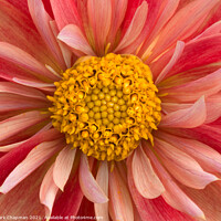 Buy canvas prints of Pink and yellow collarette Dahlia flower closeup by Photimageon UK