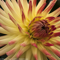 Buy canvas prints of Dahlia Vuurvogel Firebird flower by Photimageon UK