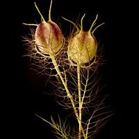 Buy canvas prints of Two Love in a Mist seedheads on black background by Photimageon UK