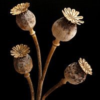 Buy canvas prints of Four dried poppy seedheads by Photimageon UK