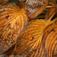 Buy canvas prints of Autumn Hosta leaves by Photimageon UK