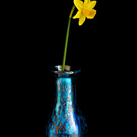 Buy canvas prints of Single yellow daffodil in vase by Photimageon UK