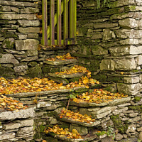 Buy canvas prints of Stone steps and Autumn Leaves by Photimageon UK