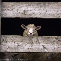 Buy canvas prints of Lookout sheep by Photimageon UK