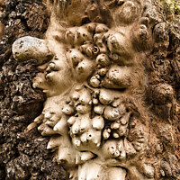 Buy canvas prints of Oak tree Burl closeup by Photimageon UK