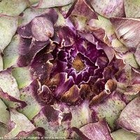 Buy canvas prints of Artichoke flower detail by Photimageon UK