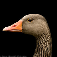 Buy canvas prints of Greylag goose head by Photimageon UK