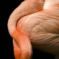 Buy canvas prints of A closeup of a flamingo by Photimageon UK
