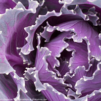 Buy canvas prints of Abstract closeup of ornamental kale cabbage brassica leaves by Photimageon UK