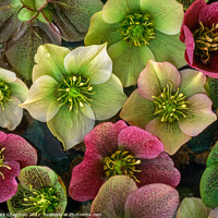 Buy canvas prints of Hellebore flowers by Photimageon UK