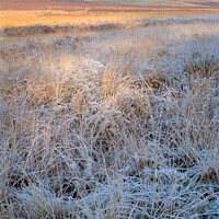 Buy canvas prints of Frosty grass, Bradgate Park, Leicestershire by Photimageon UK